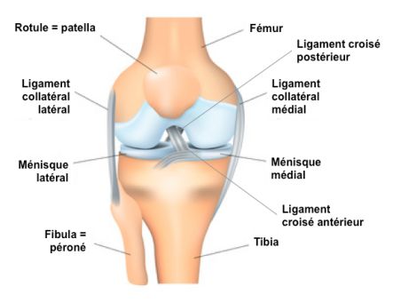 Articulatia genunchiului (genunchiul) | Anatomie si fiziologie