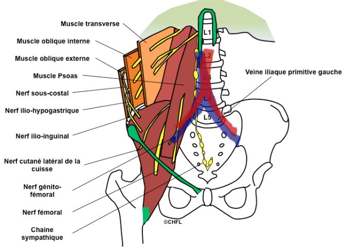 Anatomie Du Rachis Lombaire Anatomie Du Rachis Lombaire