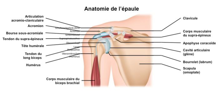 Anatomie De L Epaule Anatomie De L Epaule