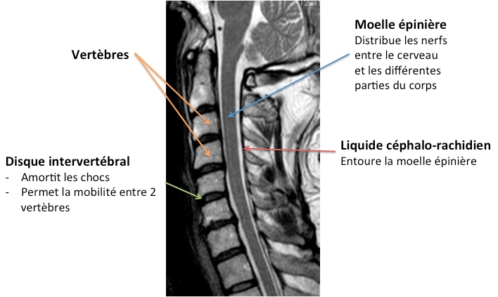 Anatomie du rachis cervical